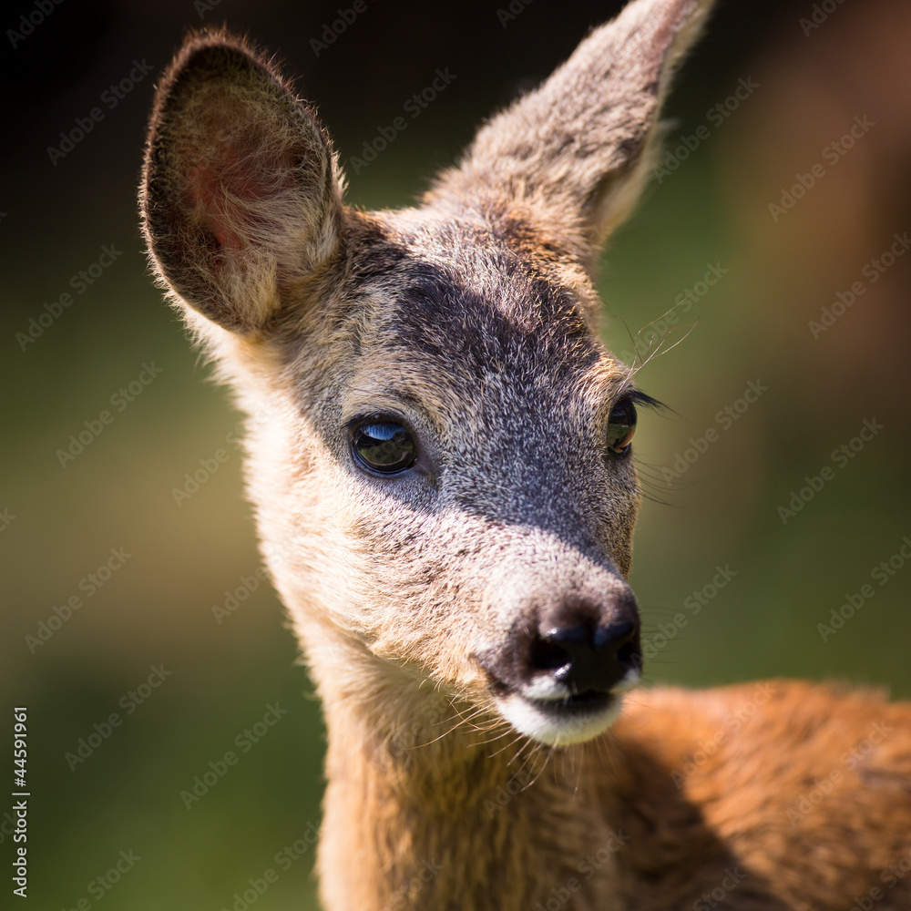 Fototapeta premium Young Roebuck (capreolus capreolus)