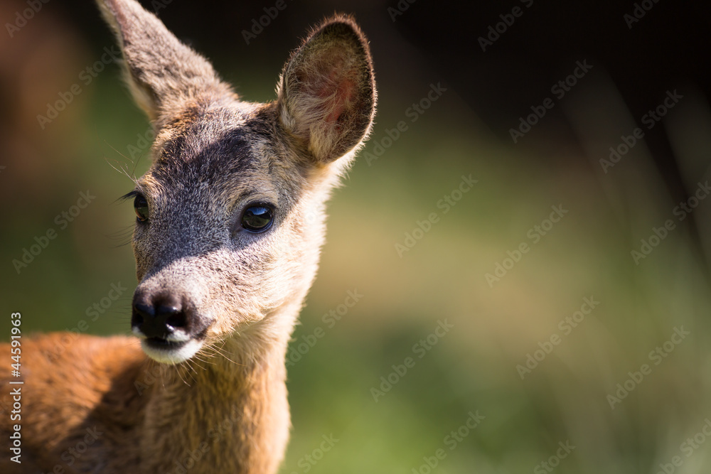 Young Roebuck (capreolus capreolus)