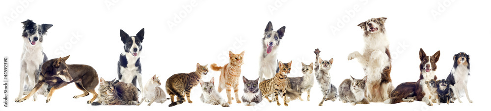 groupe de chiens et chats de race