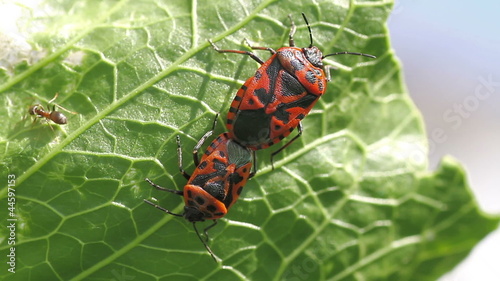 cabbage bug couple Eurydema ventralis