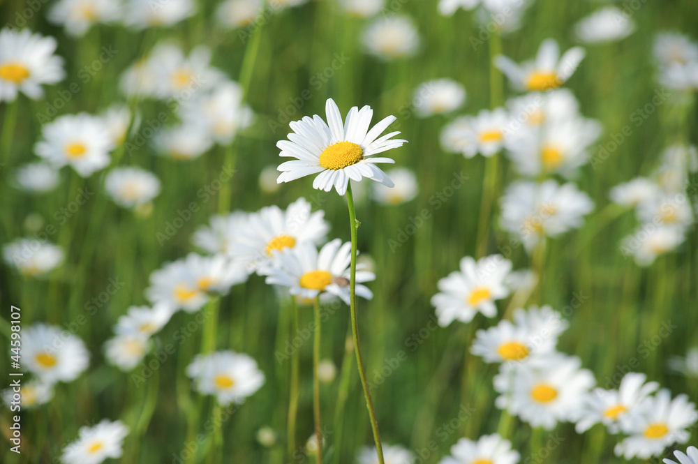 the field of daisies