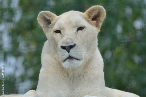 White south african lioness