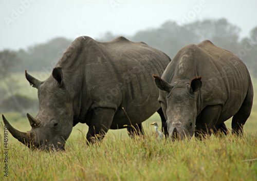 Pair of rhino