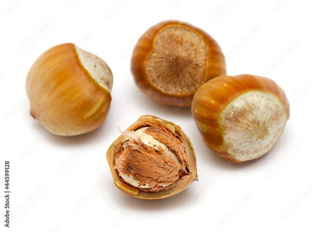 hazelnut close up hazelnut close up