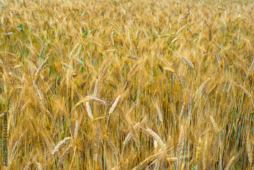 Fototapeta premium Rye ears