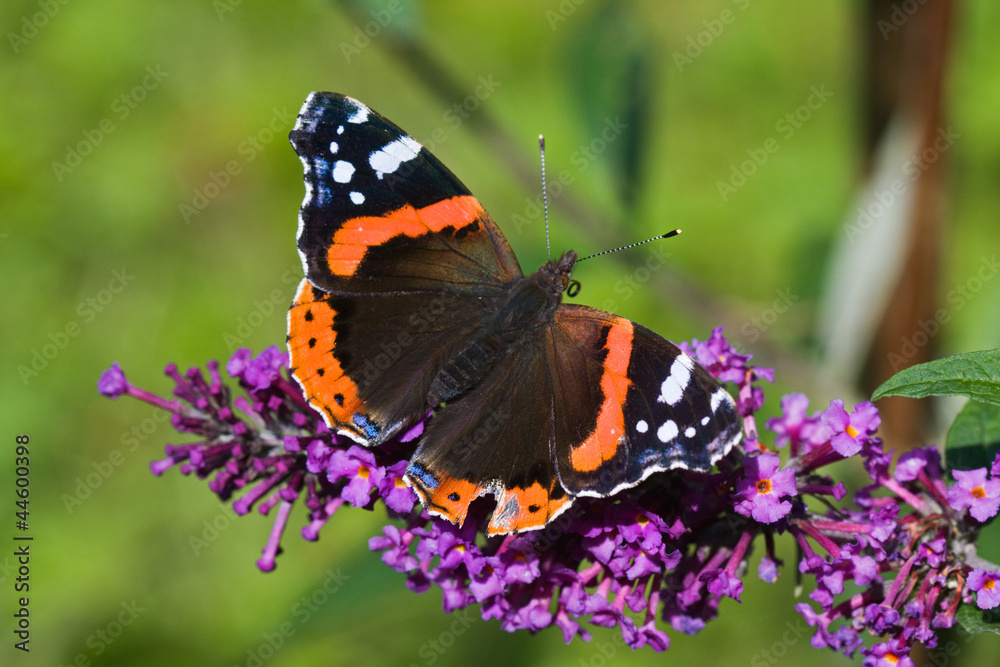 Fototapeta premium Red Admiral feeding on Summer lilac
