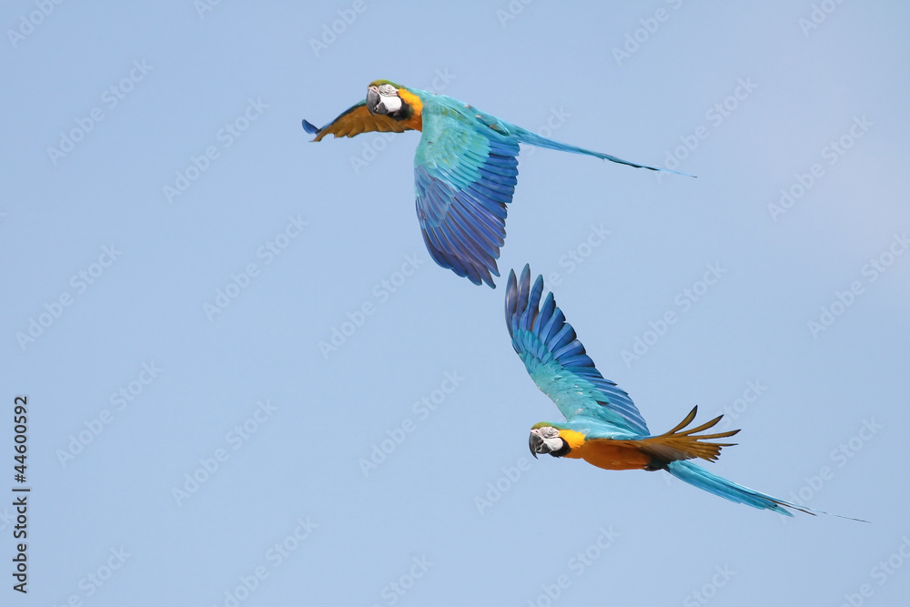Fototapeta premium Macaws in Flight