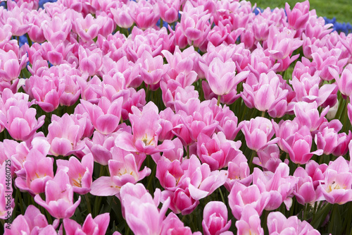 Wallpaper Mural Pink Tulips in a park Torontodigital.ca