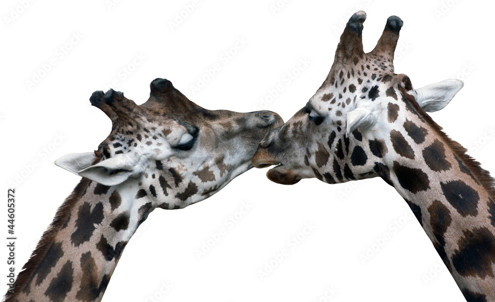 Obraz premium giraffes