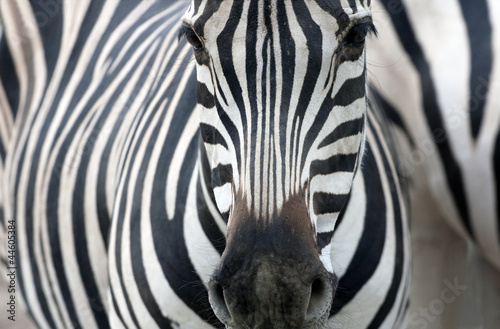 portrait of a zebra #44605384