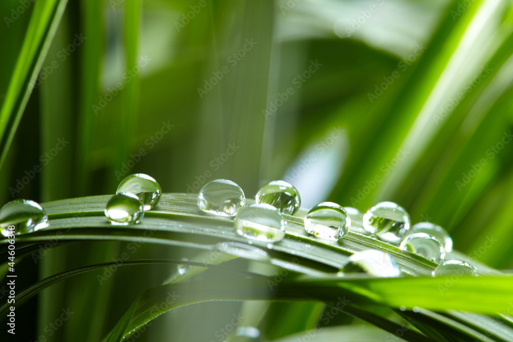 Naklejka premium krople wody na zielonej trawie