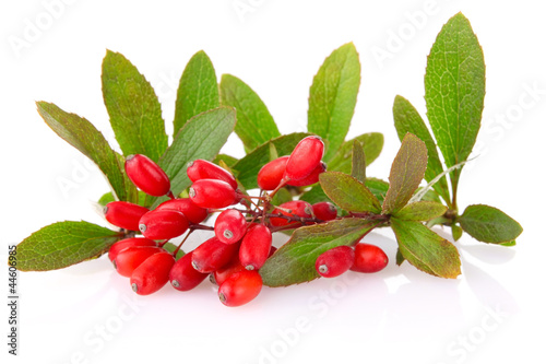 ripe barberries on branch with green leaf isolated white photo