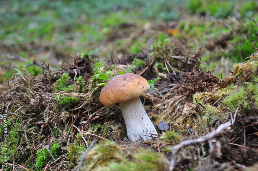 Boletus edulis