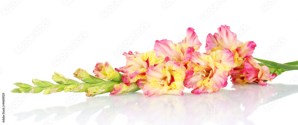 custom made wallpaper toronto digitalbranch of yellow-pink gladiolus on white background close-up