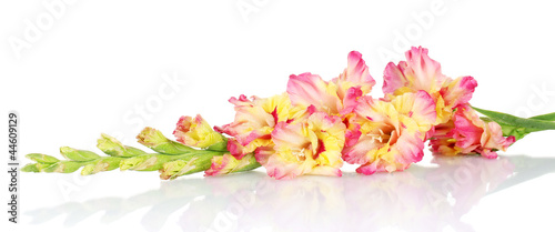 branch of yellow-pink gladiolus on white background close-up