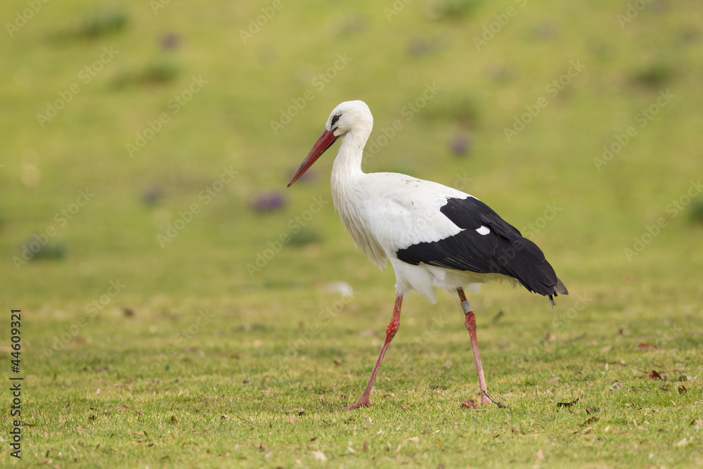 Weißstorch (Ciconia ciconia)