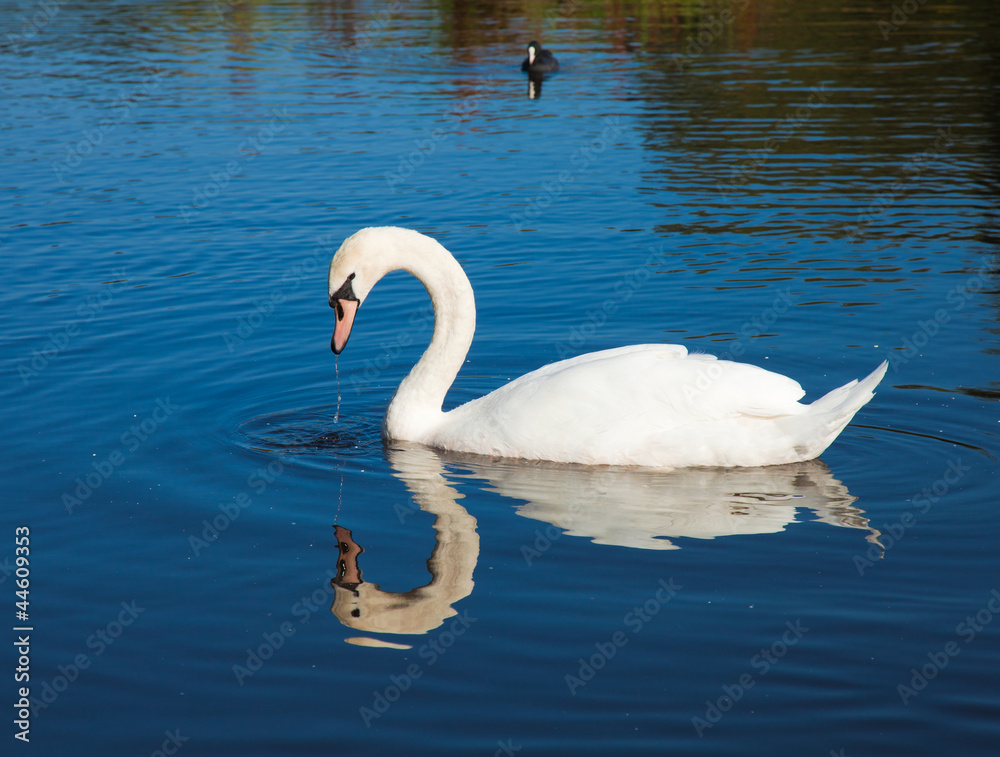 Fototapeta premium swan