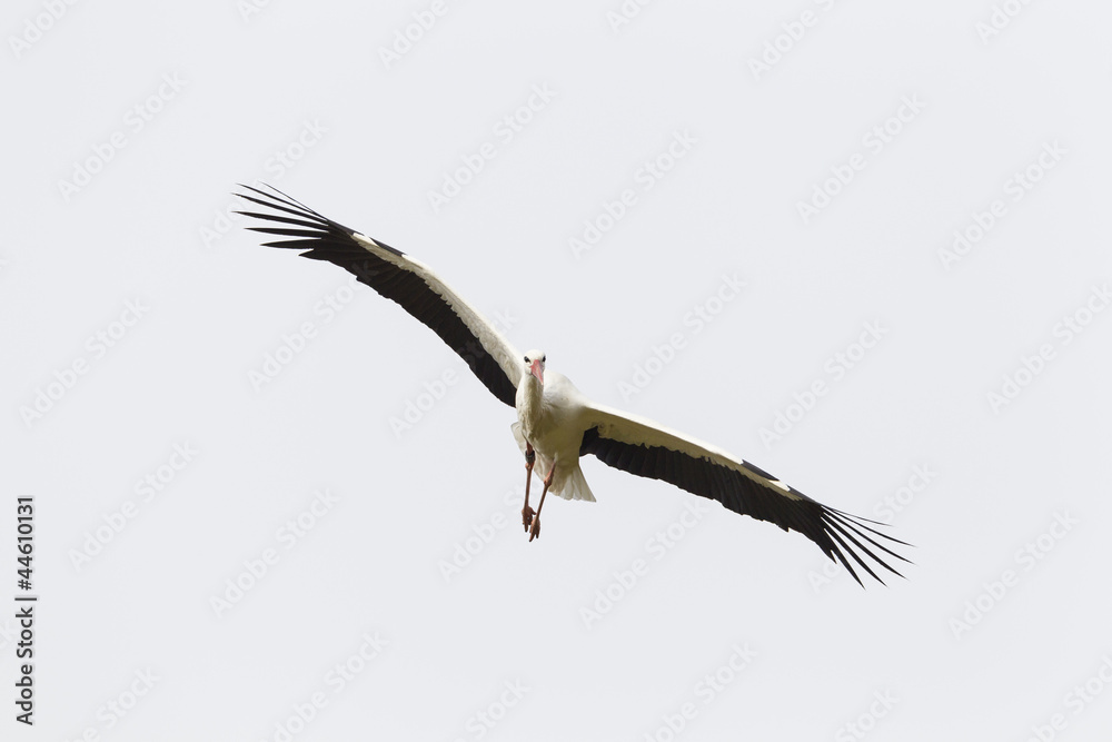 Obraz premium Weißstorch (Ciconia ciconia)