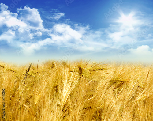 Billede på lærred Cornfield