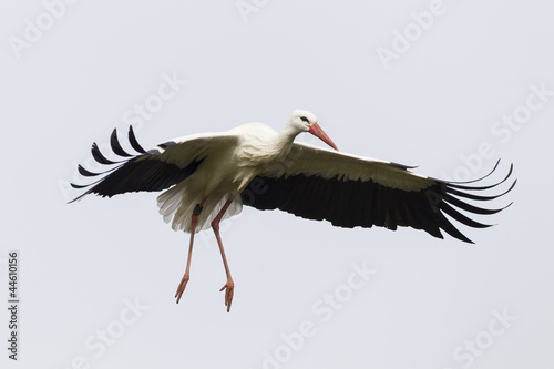 Weißstorch (Ciconia ciconia)