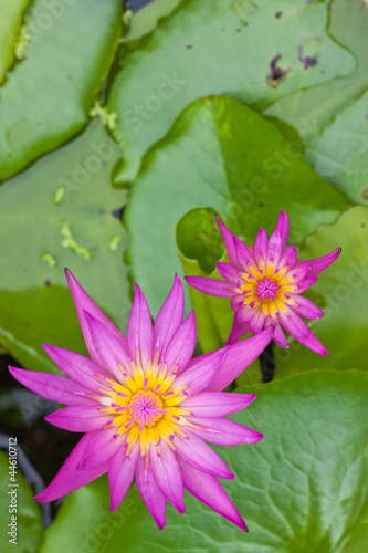 Pink lotus