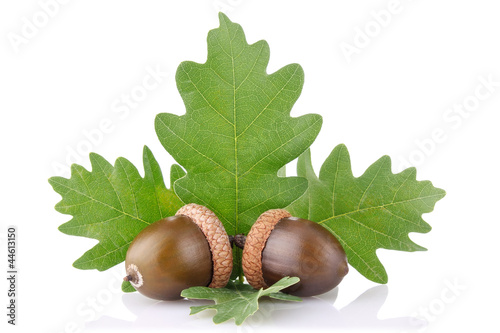 ripe acorn with green leaves