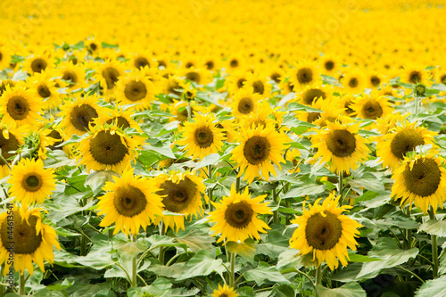 Sonnenblumenfeld