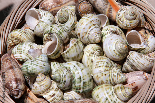 Souvenir shells in Croatia