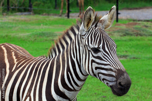 Close up a single zebra