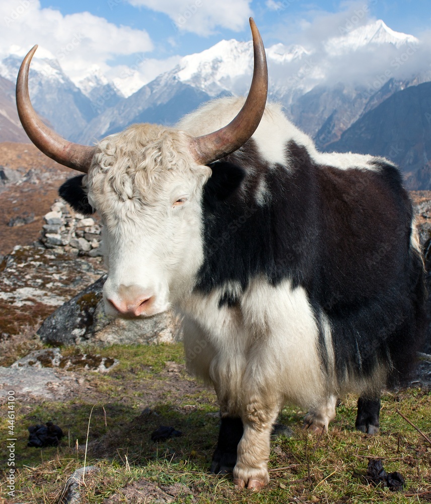 Hvert år missil Astrolabe Yak - bos grunniens or bos mutus - in Langtang valley Stock Photo | Adobe  Stock