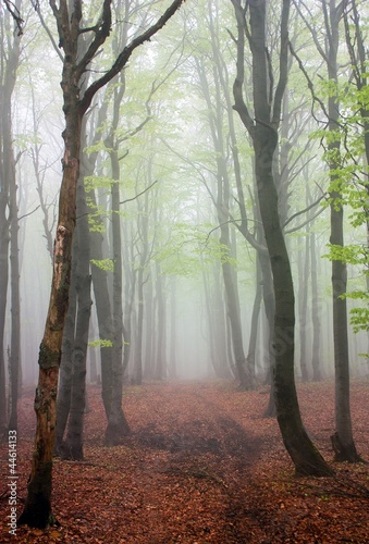 springy view from foggy european beech wood photo