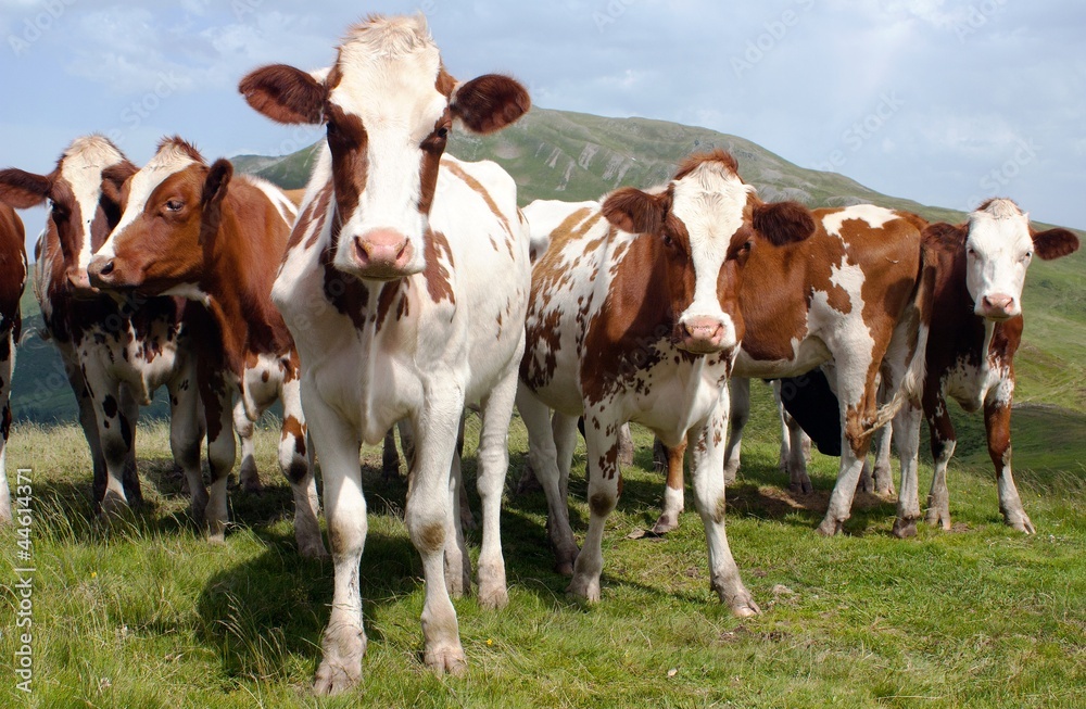 group of cows (bos primigenius taurus) in alps on pasture group of cows (bos primigenius taurus) in alps on pasture