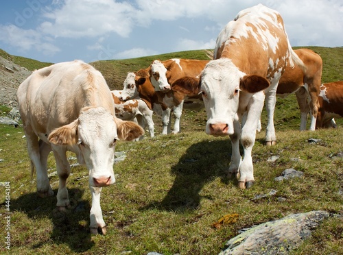 group of cows (bos primigenius taurus) in alps on pasture © Daniel Prudek