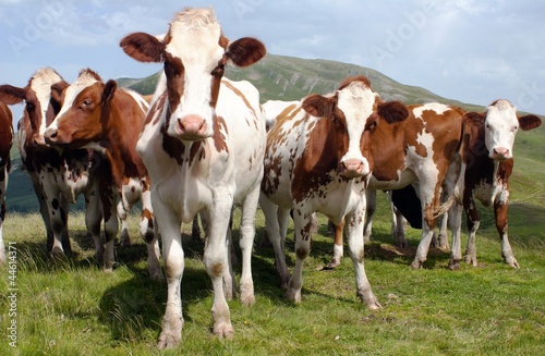 group of cows (bos primigenius taurus) in alps on pasture photo