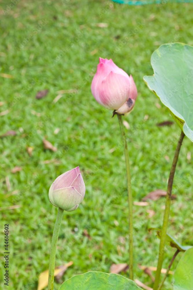 Pink lotus