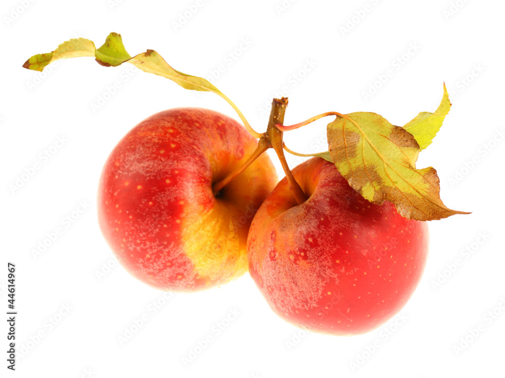 Fototapeta premium Two red apples with leaves