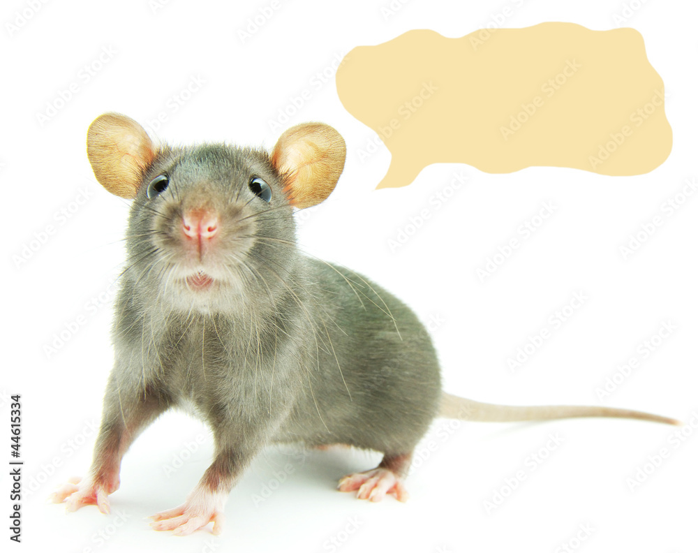 rat rat
