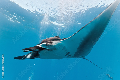 Manta on the blue background