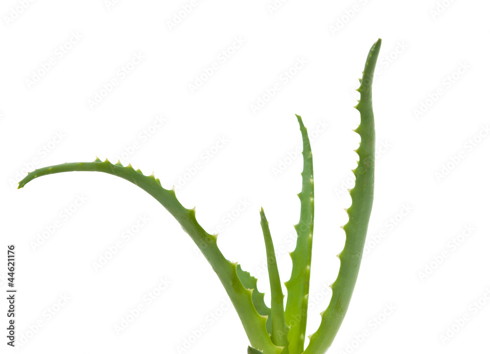 Naklejka premium Aloe isolated