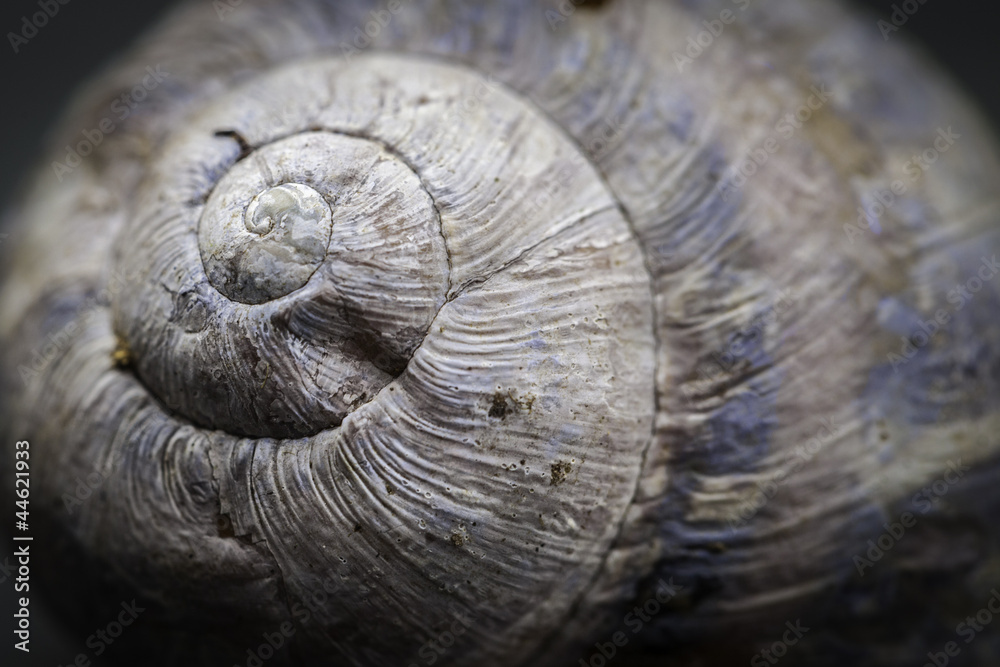 A Shallow Depth Of Field Snail Shell A Shallow Depth Of Field Snail Shell
