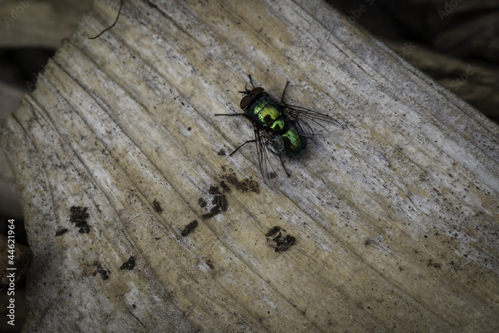 Green Matalic Fly On Rotten Wood Green Matalic Fly On Rotten Wood