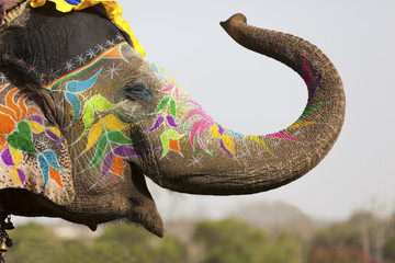 Gordijnen Azië Versierde olifant op festival Jaipur  © davidevison