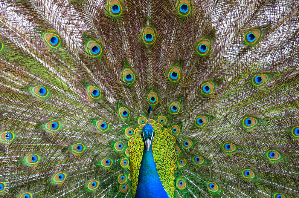 Obraz premium Pfau schlägt ein Rad