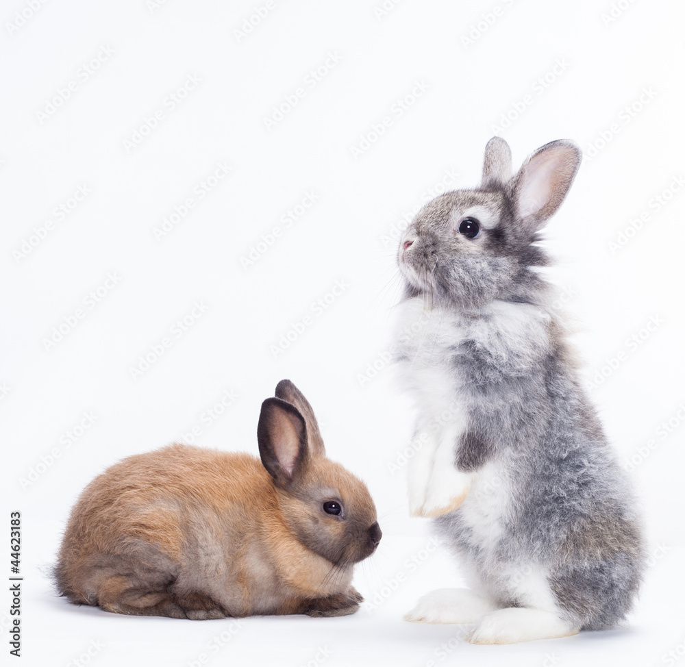 Obraz premium Two rabbits