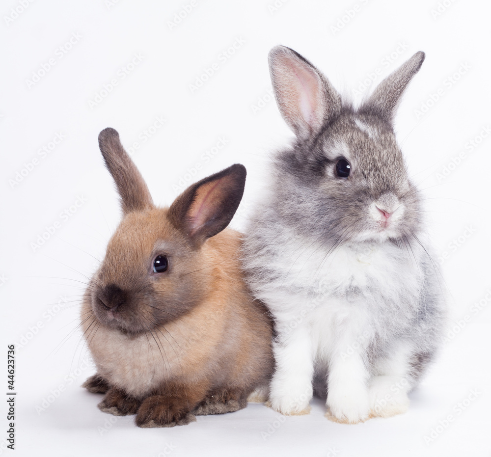 Two rabbits Two rabbits