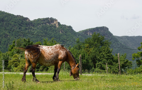 horse on the green meadow © jahmaica
