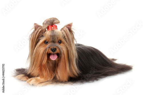 Beautiful yorkshire terrier isolated on white