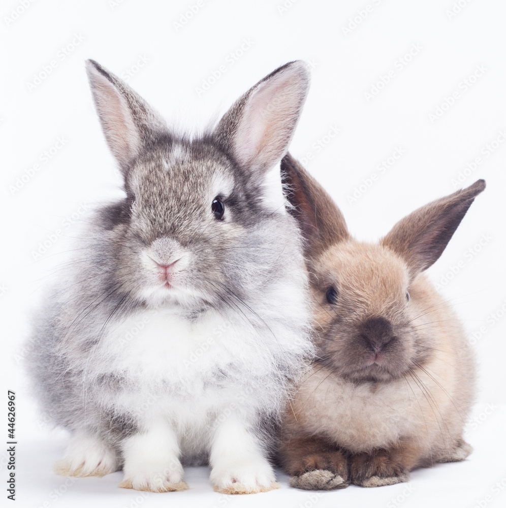 Two rabbits Two rabbits
