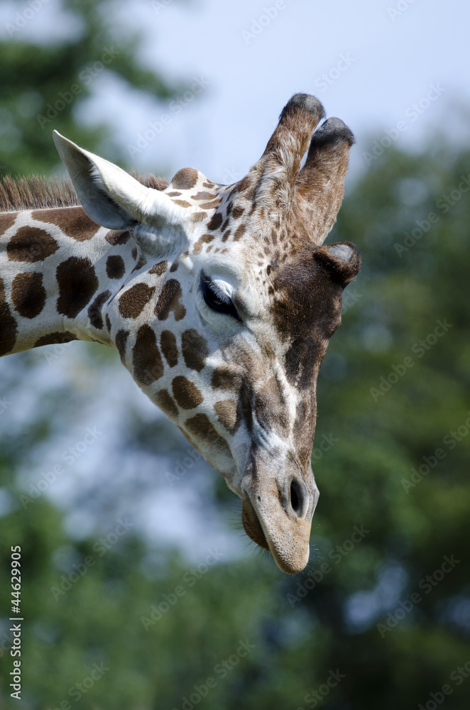 Naklejka premium giraffe head