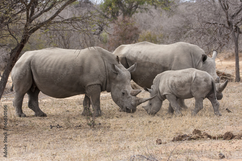 Fototapeta premium Breitmaulnashorn (Ceratotherium simum)